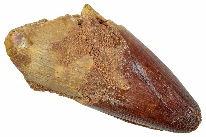 Cretaceous Fossil Crocodylomorph Tooth - Morocco #250700